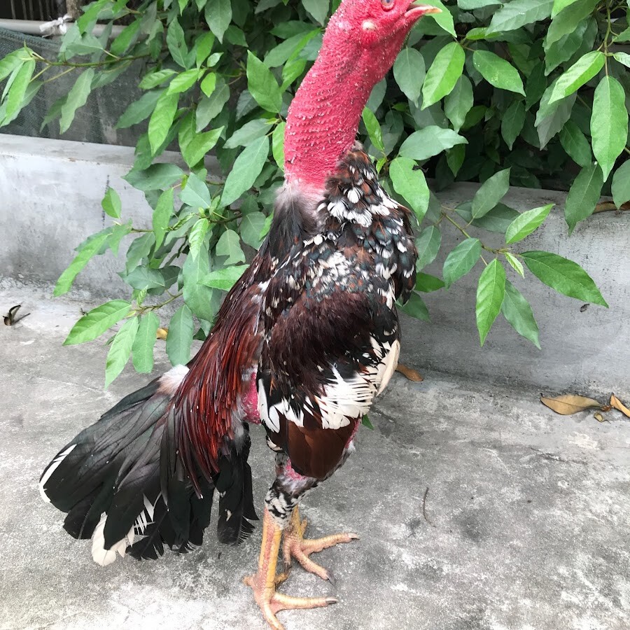 Gà chọi vảy vấn sáo là gì và vì sao lại được yêu thích? 7 Cách chăm sóc gà vảy vấn sáo tương tự như gà chọi thường