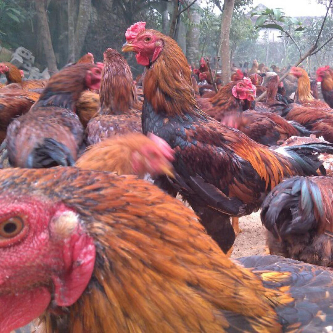 Gà lai chọi sọc – Tìm hiểu thông tin về giống gà lai chọi sọc 6 Cách chọn gà lai chọi sọc giống khỏe mạnh nhất