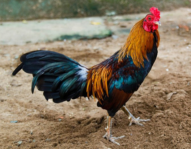 Chợ tốt gà đá Cần Thơ - Kinh nghiệm chọn mua gà chọi 7 Chọn giống gà chọi chất lượng