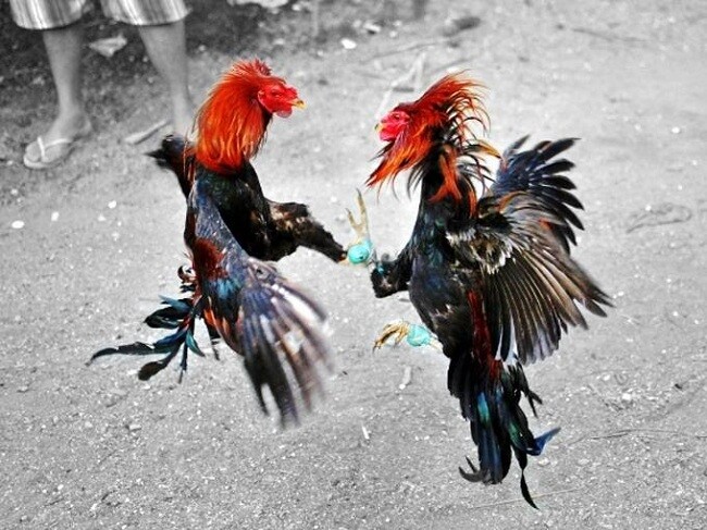 Những lợi ích khi xem đá gà bình luận mà anh em nên biết 8 Có nên xem đá gà có bình luận?