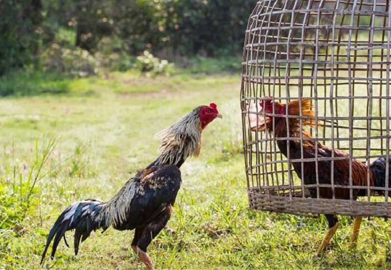 Giới thiệu top 5 giống gà đá đẹp nhất Việt Nam 5 Giống gà chọi Thái Lan là một giống gà nhỏ nhưng có chân cao dong dỏng