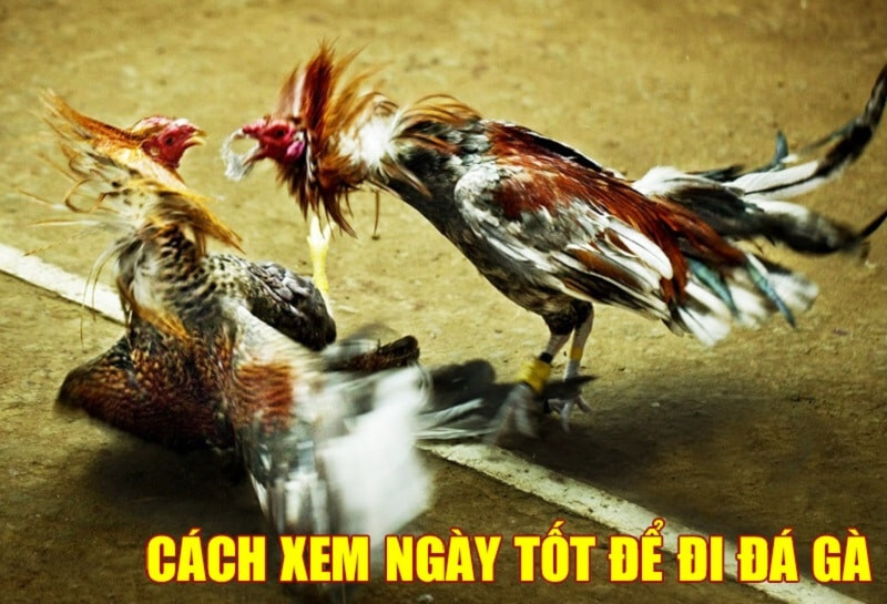 Kinh nghiệm xem ngày đá gà tốt từ chuyên gia 5 Lý do nên xem ngày đá gà tốt