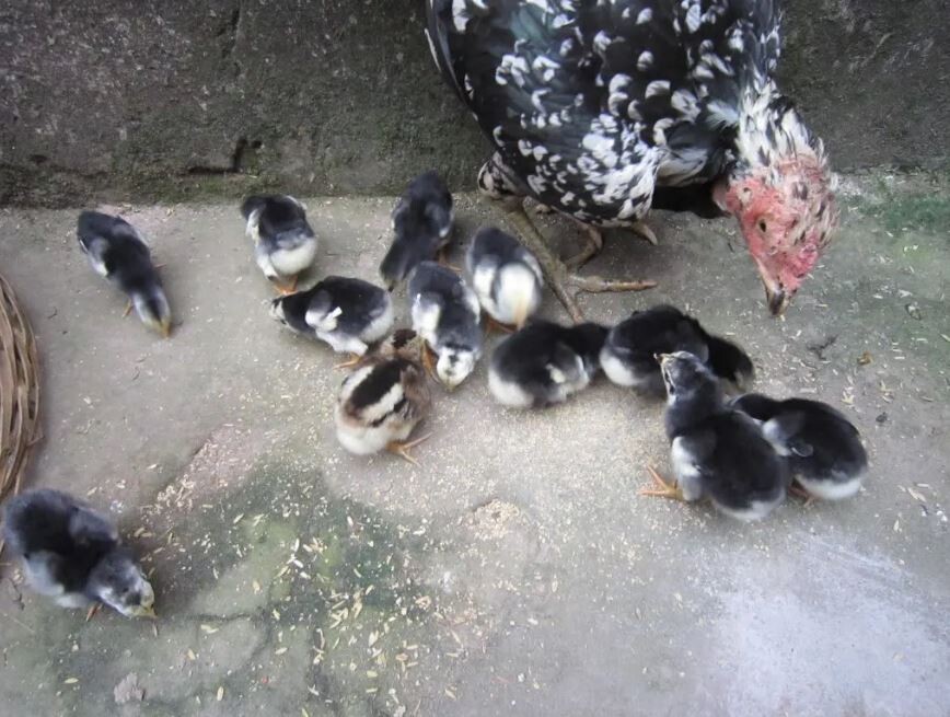 Cách chọn gà chọi con mà sư kê nên biết 5 Nuôi gà chọi con giúp sư kê có được cho mình con gà ưng ý nhất