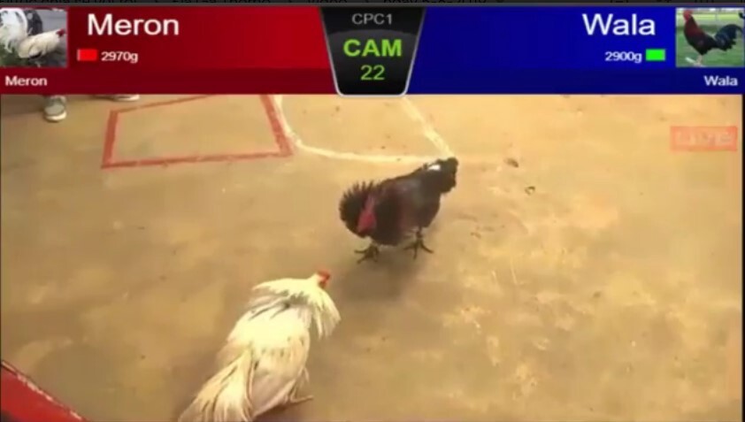 Đá gà trực tiếp 999 hôm nay siêu hấp dẫn và kịch tính 10 Xem đá gà trực tiếp 999 hôm nay có mất phí không?