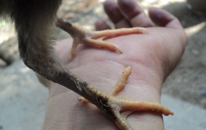 Tìm hiểu về gà chân lông vảy loạn - Có nên nuôi không? 7 Cần quan sát tỉ mỉ nhất để xác định tố chất của giống gà này