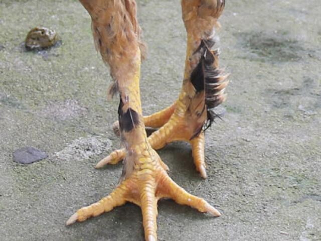 Tìm hiểu về gà chân lông vảy loạn - Có nên nuôi không? 6 Dễ dàng nhận biết gà chân lông vảy loạn