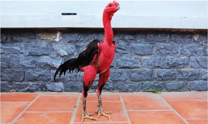 Tìm hiểu về gà chân lông vảy loạn - Có nên nuôi không? 8 Gà chân lông vảy loạn có nhiều đặc điểm khác biệt