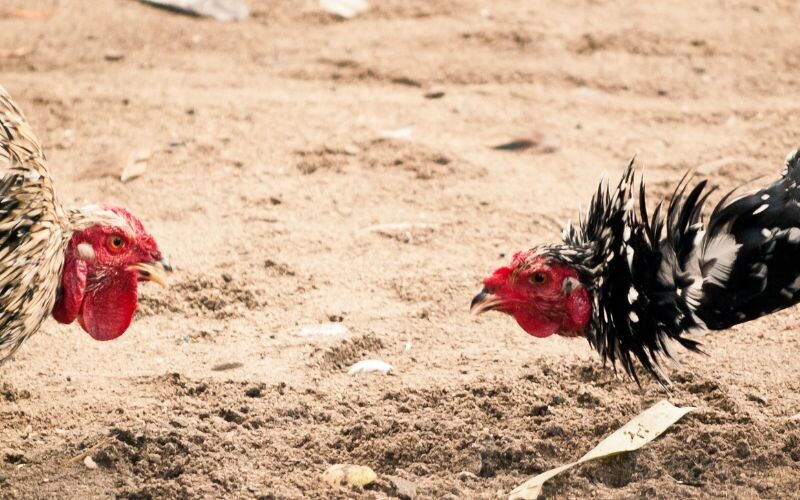 Gà đá ăn 8 là gì? - Bật mí tất tần tật chi tiết 8 Hình thức cược chấp bạc cũng rất hấp dẫn với anh em cược thủ