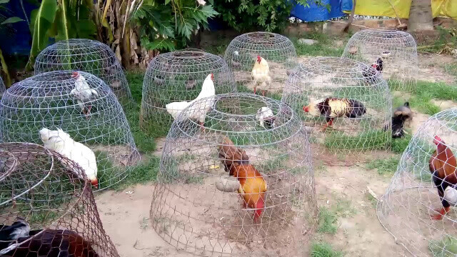 Top trại gà đá uy tín và nổi tiếng nhất tại Việt Nam 7 Lựa chọn mô hình trại gà phù hợp