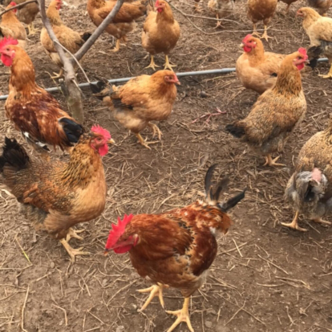 Gà Lương Phượng – Thông tin và cách nuôi gà Lương Phượng 7 Một số đặc điểm nổi bật của giống gà Lương Phượng