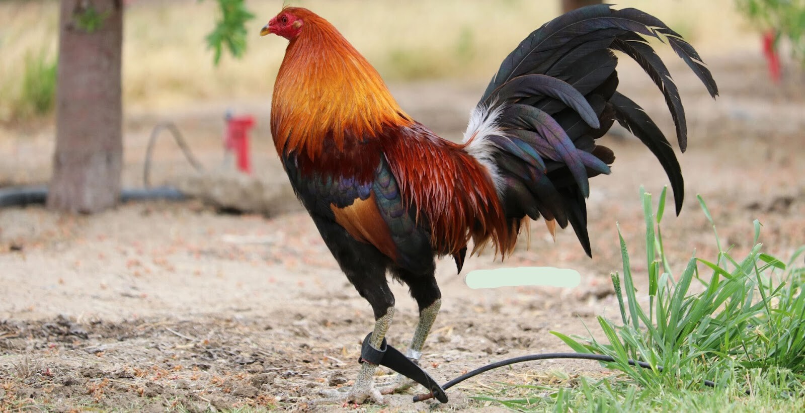 Chạng gà là gì? Hướng dẫn tính chạng gà chuẩn xác 9 Nên áp dụng chế độ ding dưỡng phù hợp