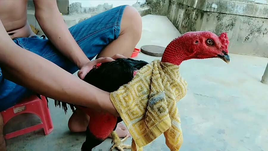 Tìm hiểu cách om gà chọi hiệu quả nhất hiện nay 11 Cách om gà chọi đúng chuẩn như thế nào?