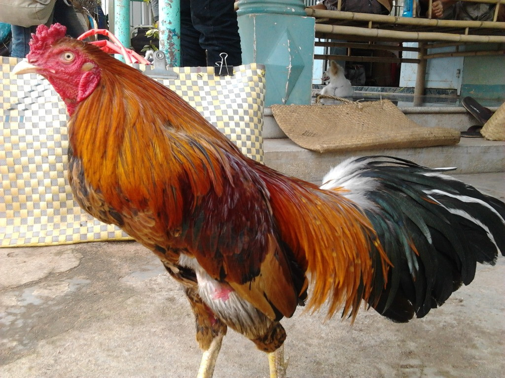 Chợ Tốt gà đá Hậu Giang - Hướng dẫn cách mua gà chuẩn 6 Chợ Tốt gà đá Hậu Giang cung cấp gà đá chất lượng nhất