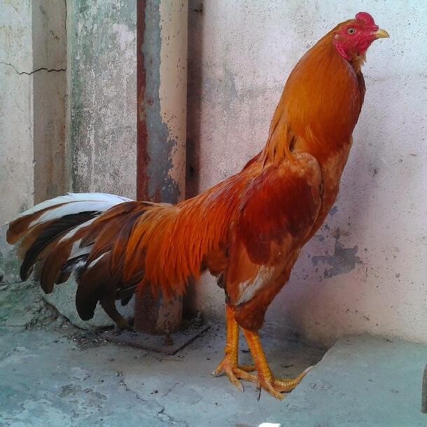 Tổng hợp thông tin chợ tốt gà đá quận 12 bạn chưa biết 7 Chú ý đến mỏ gà để chọn được chiến kê như mong muốn