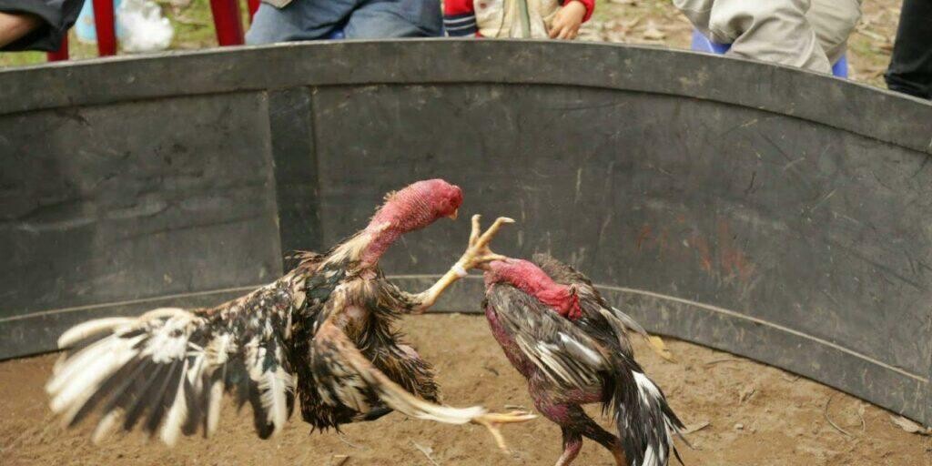 Luật đá gà chọi miền Bắc chính xác, chi tiết từ A – Z 4 Đá gà chọi miền Bắc thường có 3 hạng giúp trọng tài phân chia các cặp sao cho phù hợp nhất