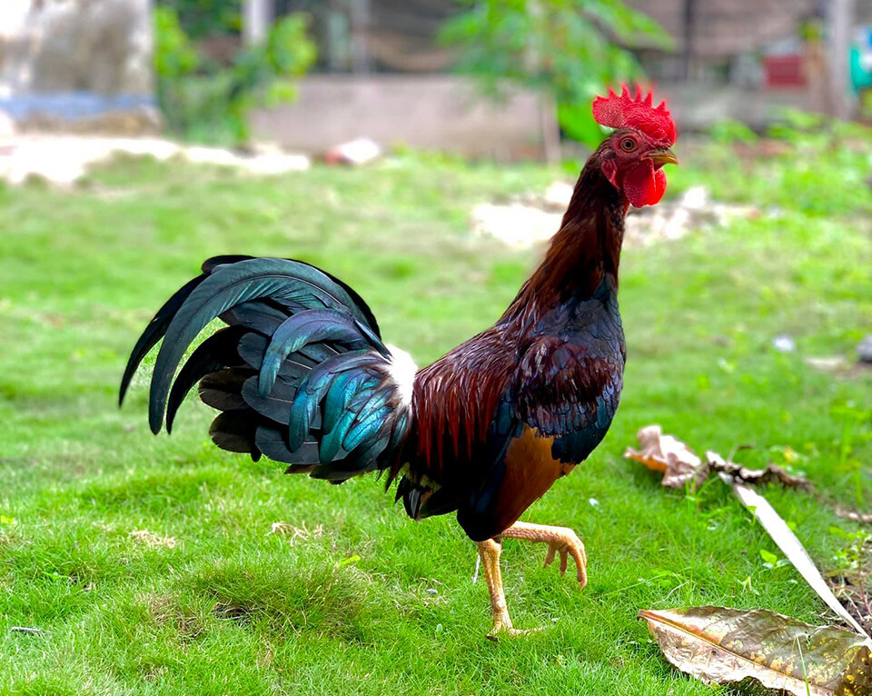 Gà Asil Mỹ - Chiến kê siêu hạng trong mọi thời đại 5 Dòng gà Asil Mỹ hiện nay có rất nhiều loại lai tạo khác nhau