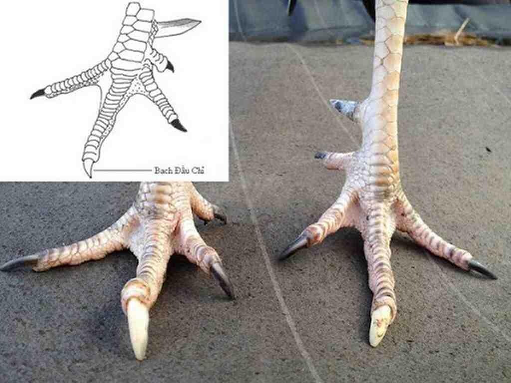 Gà bạch đầu chỉ là gì? Phân loại? Có nên nuôi hay không? 5 Gà bạch đầu chỉ sẽ có móng chính màu trắng