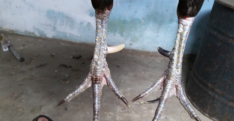 Các loại gà linh kê thần kê siêu hiếu chiến, quý hiếm 15 Gà cựa nhật nguyệt