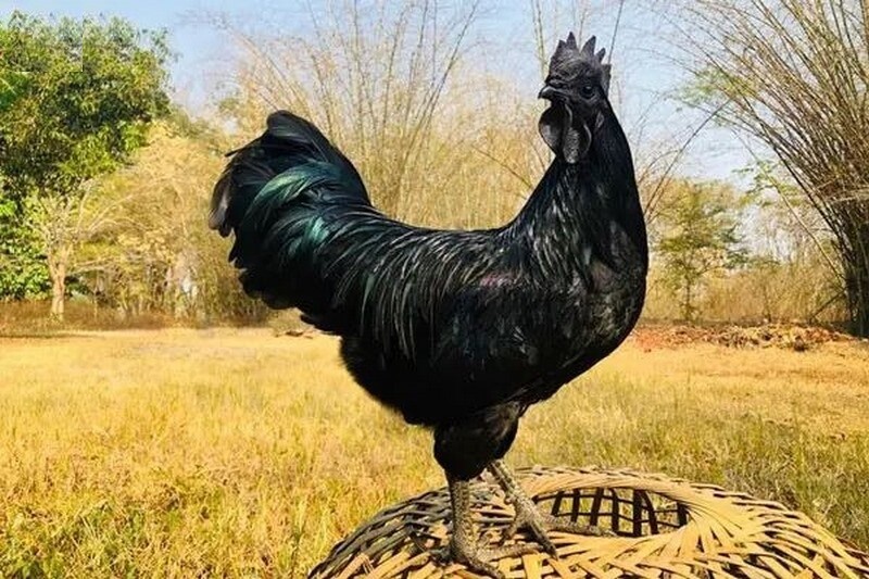 Gà đá mặt quỷ có đặc điểm gì? Kỹ thuật nuôi gà mặt quỷ 5 Gà đá mặt quỷ đã xuất hiện khá sớm từ những năm 1100