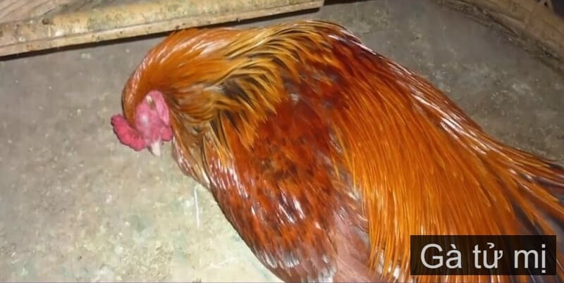 Các loại gà linh kê thần kê siêu hiếu chiến, quý hiếm 16 Gà tử mị