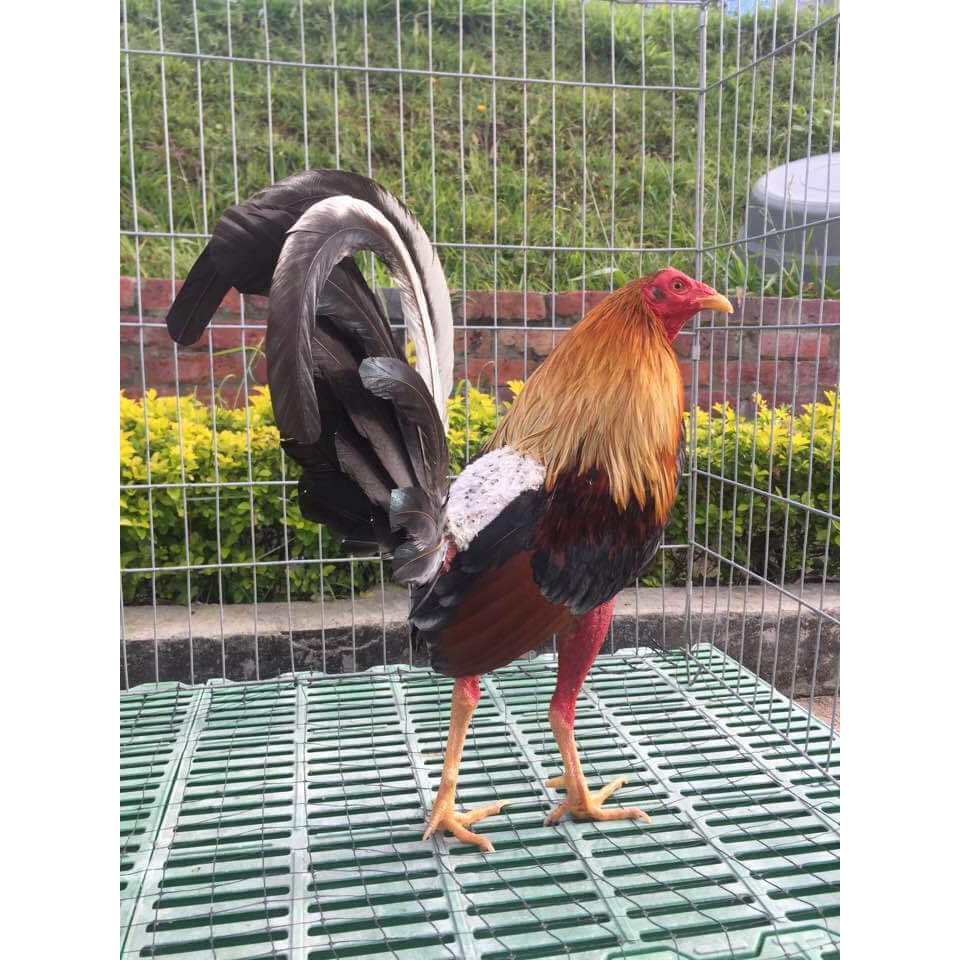 Gà Cuban là gì? Thông tin chi tiết nhất về giống gà Cuban 6 Giới thiệu một số thông tin tổng quan về giống gà Cuban