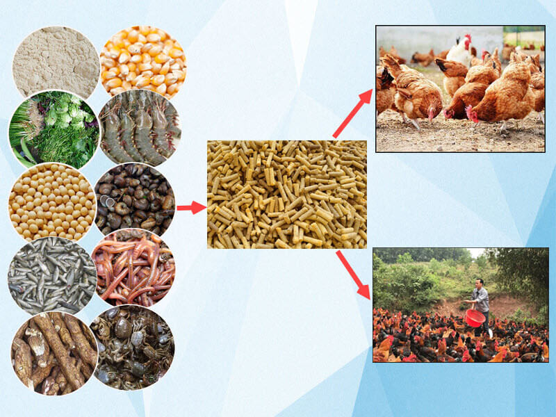 Nguyên nhân và cách chăm sóc gà đá thiếu cân đúng cách 7 Hãy chăm sóc gà đá thiếu cân bằng chế độ dinh dưỡng hợp lý