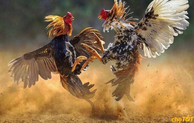 Tổng hợp thông tin chợ tốt gà đá quận 12 bạn chưa biết 6 Hướng dẫn mua gà đá tại chợ tốt gà đá quận 12