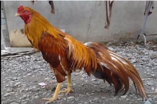 Chợ tốt gà đá Hóc Môn – Địa chỉ mua bán gà đá chất lượng 4 Kinh nghiệm chọn gà chiến tốt từ chợ tốt gà đá Hóc Môn