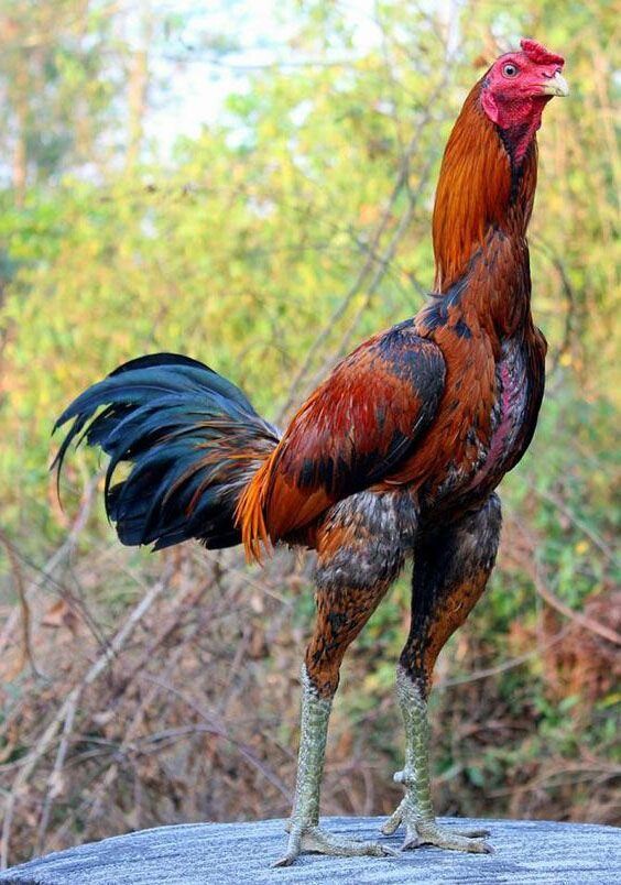 Tổng hợp thông tin về gà Shamo Nhật Bản từ A - Z 10 Liệt kê một số giống gà Shamo nổi tiếng trên thế giới