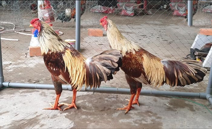 Các loại gà linh kê thần kê siêu hiếu chiến, quý hiếm 18 Linh kê song sinh