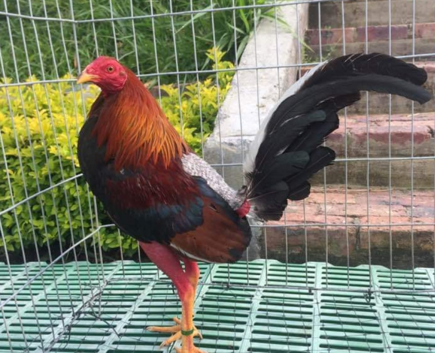 Gà Cuban là gì? Thông tin chi tiết nhất về giống gà Cuban 9 Một số lưu ý khi chọn mua giống gà Cuban