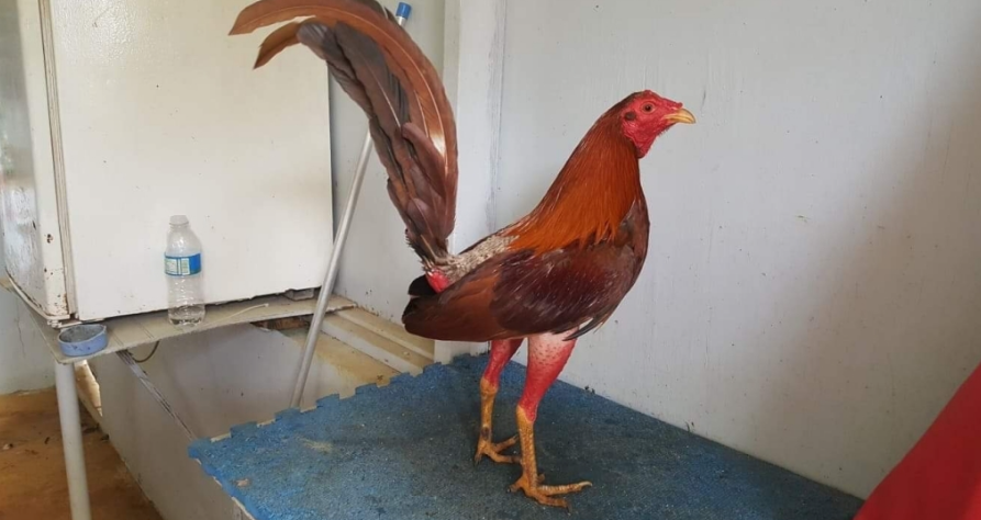 Gà Cuban là gì? Thông tin chi tiết nhất về giống gà Cuban 8 Một số ưu điểm nổi bật & nhược điểm của gà Cuban