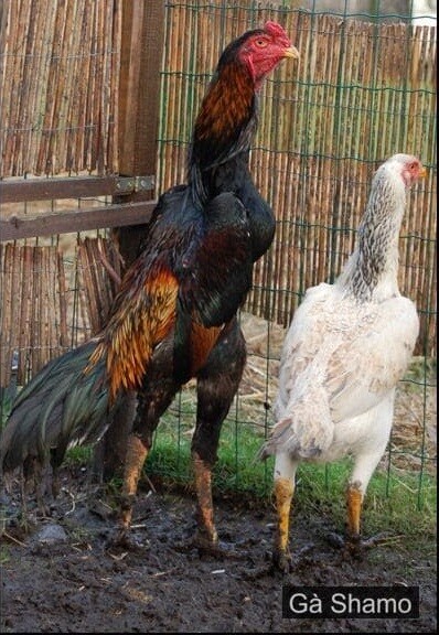 Tổng hợp thông tin về gà Shamo Nhật Bản từ A - Z 9 Những thông tin về ưu điểm và đặc điểm riêng biệt của gà Shamo