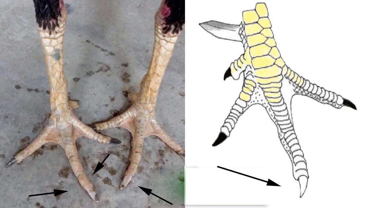 Gà bạch đầu chỉ là gì? Phân loại? Có nên nuôi hay không? 6 Phân loại các dòng gà bạch đầu chỉ