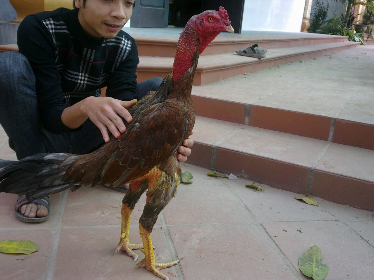 Cách vần gà chọi tơ - Hướng dẫn sư kê cách vần gà đúng chuẩn 5 Vần gà chọi đúng cách mang đến bạn những lợi ích gì?