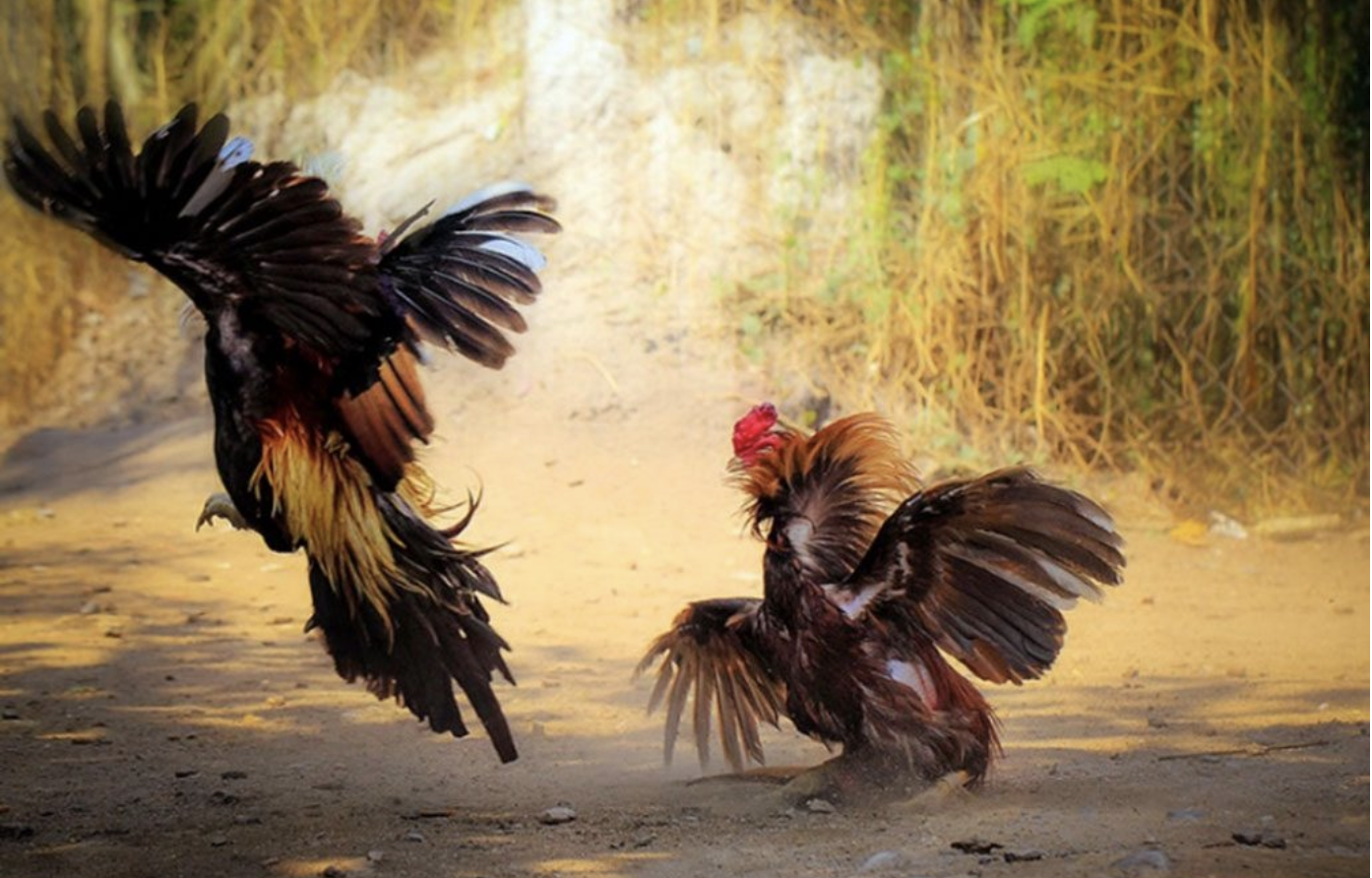 Tìm hiểu về gà đá chân cua và kinh nghiệm nuôi nên biết 9 Cách lựa chọn gà đá chân của có khả năng đá tốt