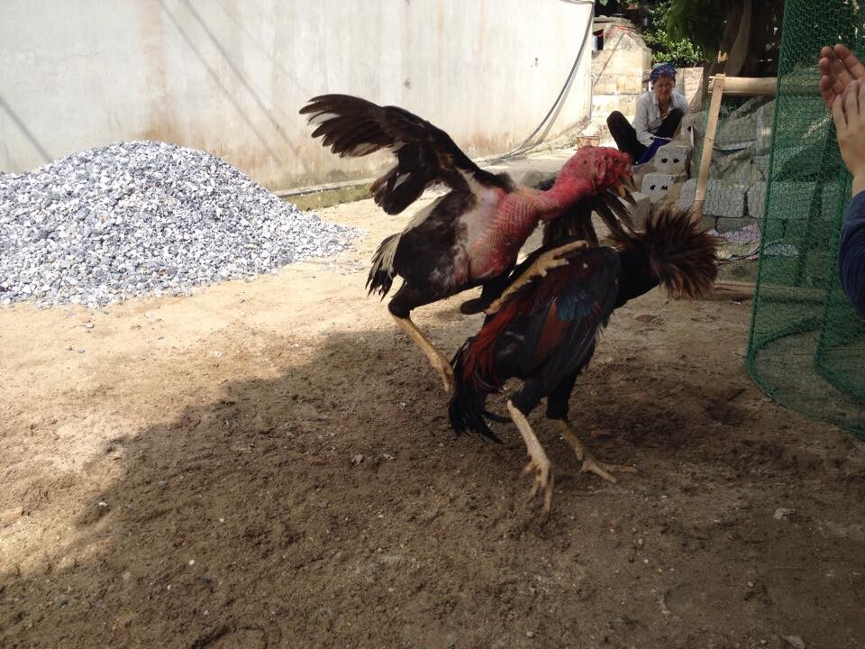 Dòng gà đá mu lưng là gì? Liệu đây có phải dòng gà đỉnh cao 5 Dòng gà đá mu lưng là gì?