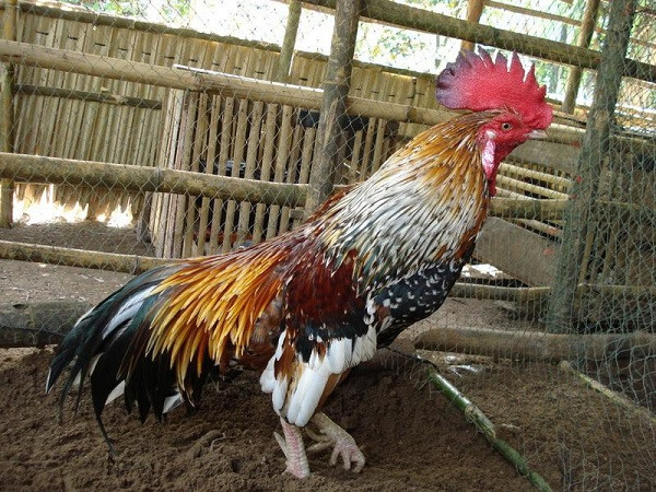 Hướng dẫn xem lông gà chọi đá hay như thế nào chuẩn? 6 Gà ngũ sắc