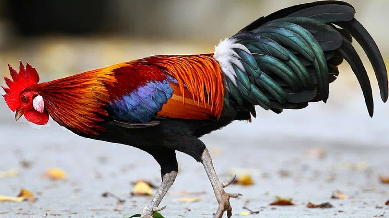 Hướng dẫn chi tiết thiến gà đúng cách, an toàn nhất 5 Hướng dẫn chi tiết cách thiến gà với thiến móc