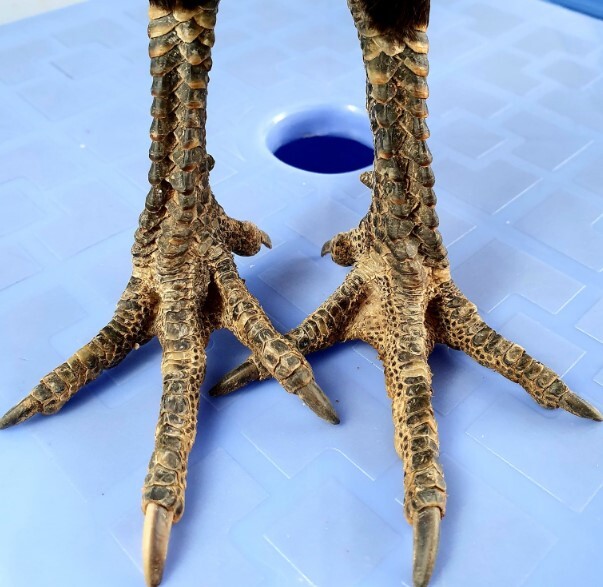 Top 8 vảy gà chọi thần kê đá hay cực chuẩn 7 Nếu gặp những con gà có vảy này thì bạn hãy mua ngay nhé