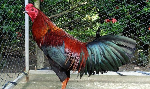 Cách nuôi gà đá bị rót hiệu quả cho các sư kê 5 Nguyên nhân dẫn đến việc gà đá bị rót