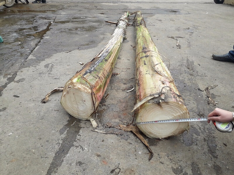 Gà ăn thân cây chuối - Chia sẻ cách cho gà ăn đúng cách 7 Thông tin về nguồn dinh dưỡng cho trong thân cây chuối đối với gà