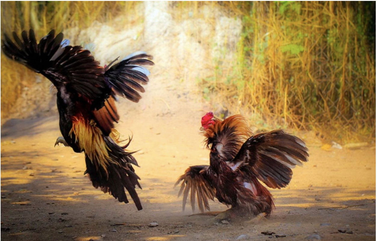 Chia sẻ bí quyết cách làm nước cho gà chọi cực chuẩn 10 Cách làm nước cho chiến kê khi đứng sâu hồ