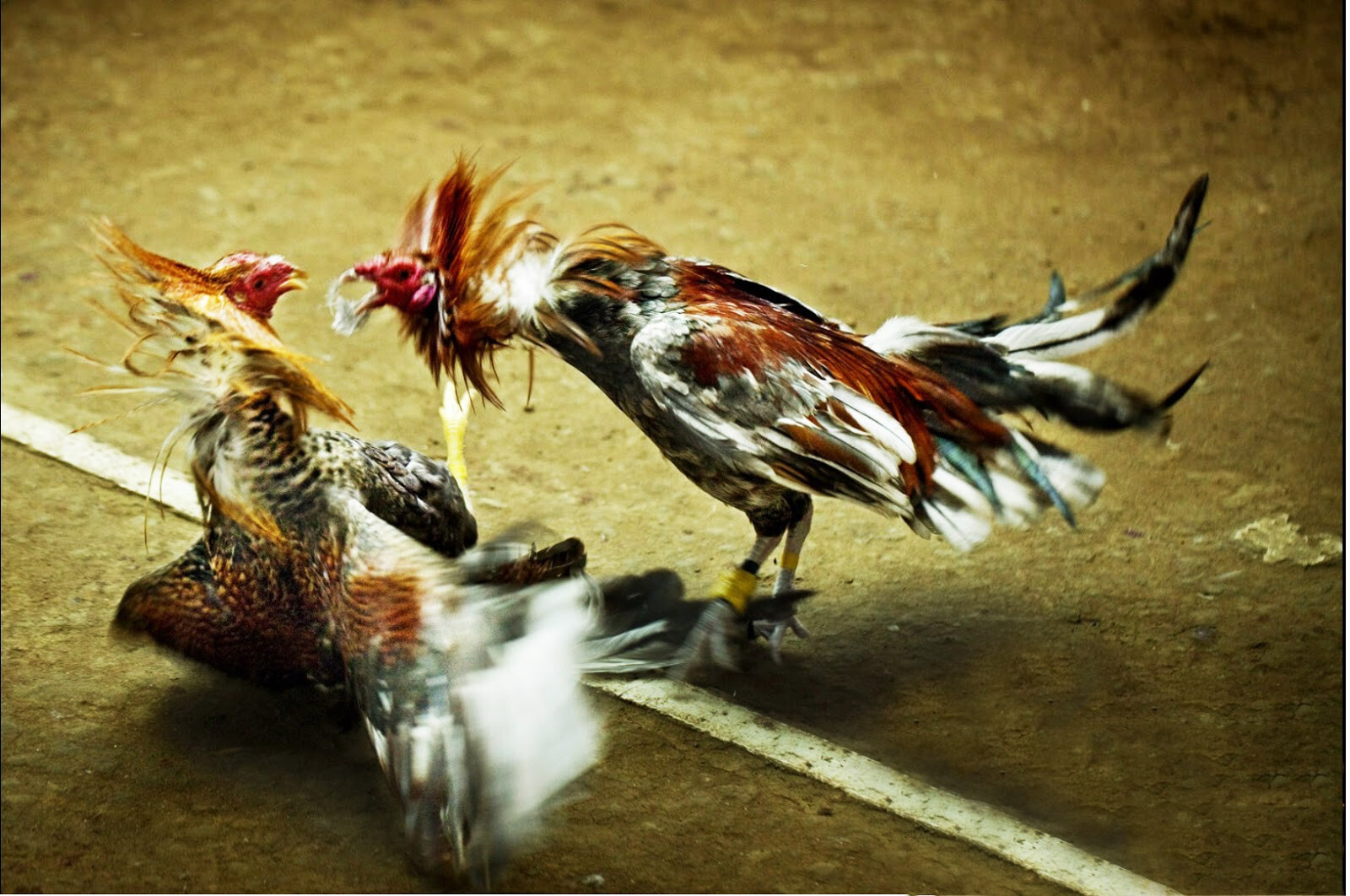 Chia sẻ bí quyết cách làm nước cho gà chọi cực chuẩn 9 Cách làm nước cho gà chọi khi đá gà và ra hồ