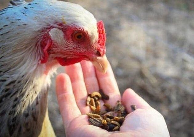 Cách nuôi gà đá tới pin như thế nào nhanh chóng và hiệu quả 6 Chế độ dinh dưỡng rất quan trọng cho gà chiến