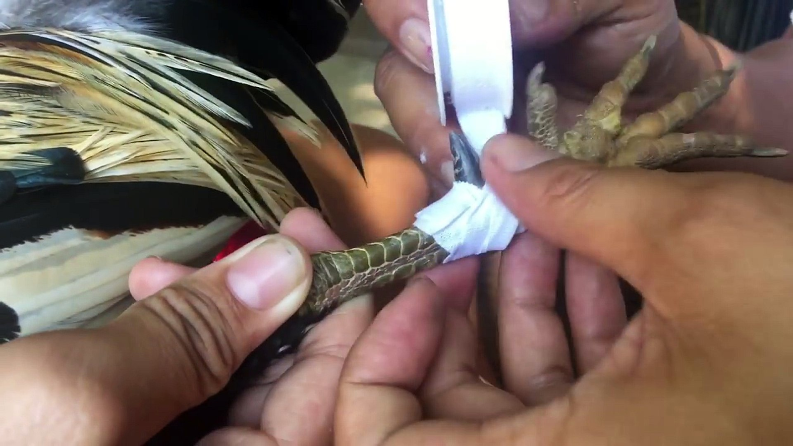 Mách bạn cách băng cựa gà đá chuẩn, hạ gục đối thủ nhanh 5 Cựa dao có thể gây sát thương khiến đối thủ tử vong