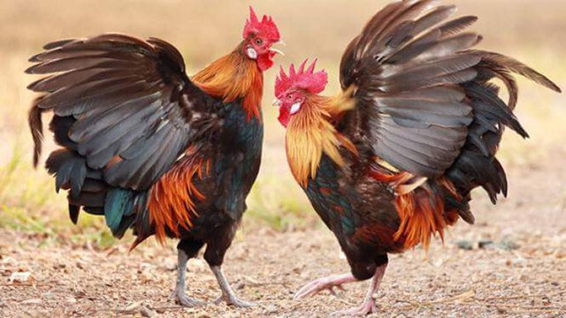 Nằm mơ thấy đá gà đánh con mấy để dễ ăn? Giải mã chi tiết 9 Giấc mộng thấy gà trống đá nhau thì anh em cần phải đặc biệt chú ý