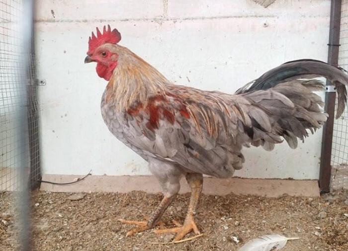 Tham khảo bí quyết nuôi gà tre nhanh lớn và khỏe mạnh 6 Lựa chọn gà giống là khâu quan trọng nhất ban đầu