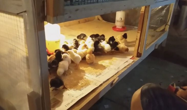 Bí quyết nuôi gà con khỏe mạnh, lớn nhanh từ chuyên gia 6 Môi trường nuôi gà con