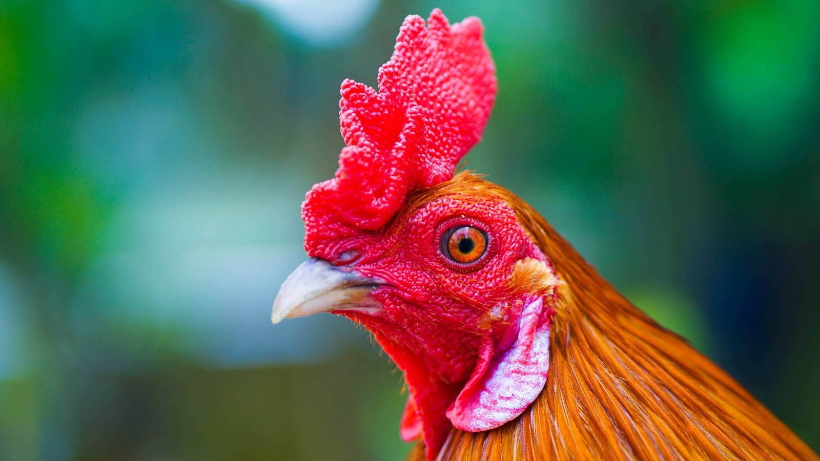 Cách chọn mồng gà đá đẹp - Giới thiệu các loại mồng phổ biến 7 Bạn nên tìm hiểu về đặc điểm các loại mồng trước khi mua gà đá